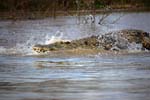 crocodile