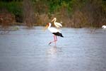 tantalo : Mycteria ibis