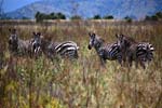 zebras