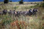 zebras
