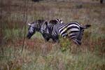 zebras