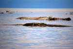 crocodiles
