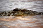 crocodile