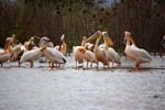 pelicans