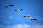 flight
