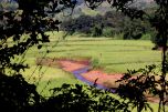 rice fields