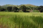 rice fields and villages