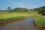 rice field