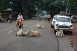 road and cows