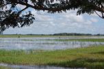 rice fields