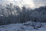 neve