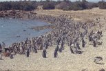 penguins