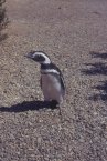 penguin