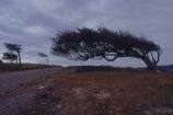 Wind