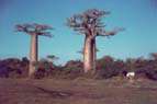 Morondava avenue du baobab