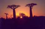 Morondava avenue du baobab