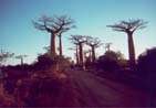 Morondava avenue du baobab