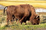 buffalo