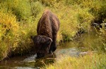 bufalo