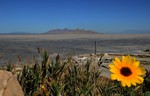 il fiore e il deserto