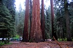 sequoia giganti