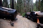 sentiero tra i sequoia
