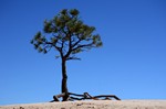 albero nel blu