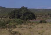 Kruger Park