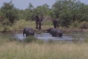 parco Kruger: elefanti