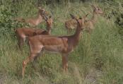 Kruger Park