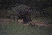 Parco Mkhaya: rinoceronte