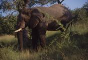 parco Kruger: elefante