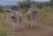 Hluhluwe