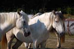 Camargue