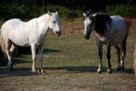 Camargue