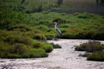 Camargue