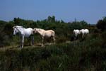 Camargue