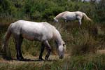 Camargue