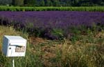 lavanda a Correns