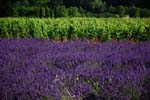 lavanda e viti a Correns