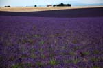 lavanda