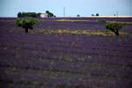 lavanda