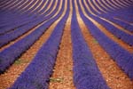 lavanda a Valenschole