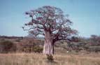 baobab