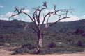 l'albero de 'Il libro della jungla'