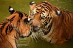 tigri che giocano in acqua
