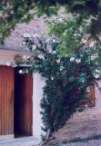 Bargone Variatico