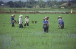 rice field