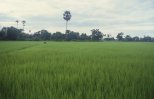 rice field